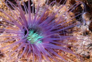 anemone-DSC_0187