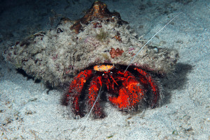 hermit-crab-DSC_0053
