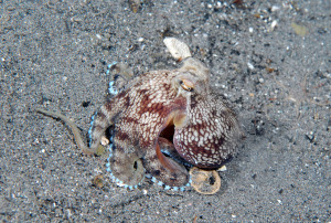 octopus-DSC_0372