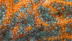 soft-coral-DSC_0185