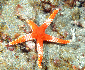 starfish-DSC_0086